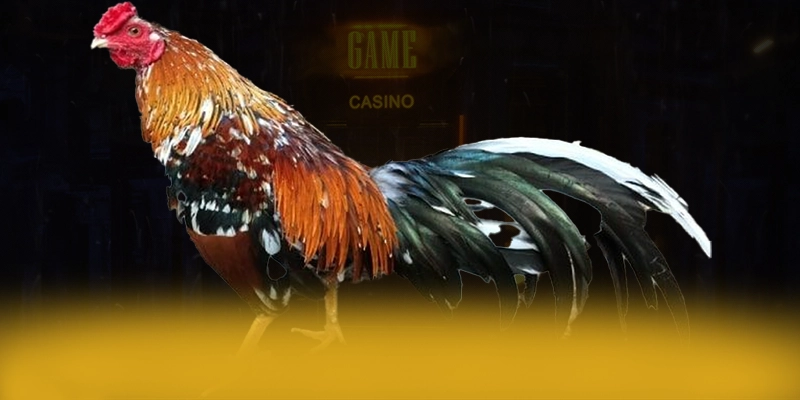 
Đánh giá DAGA88 - Sảnh game chất lượng được cộng đồng đánh giá cao
