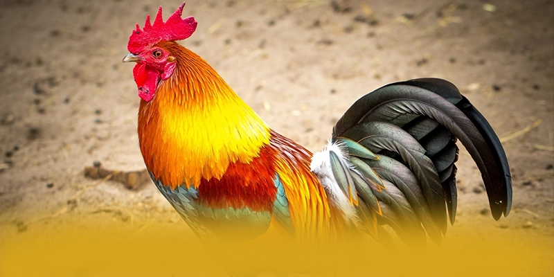 GO8 – Cổng game bài đẳng cấp, được cộng đồng game thủ tin tưởng.