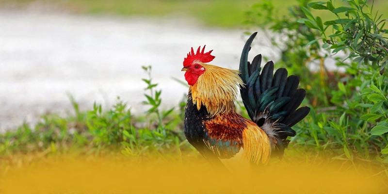 WIN79 - Kết luận với đầy đủ ưu điểm nổi bật.