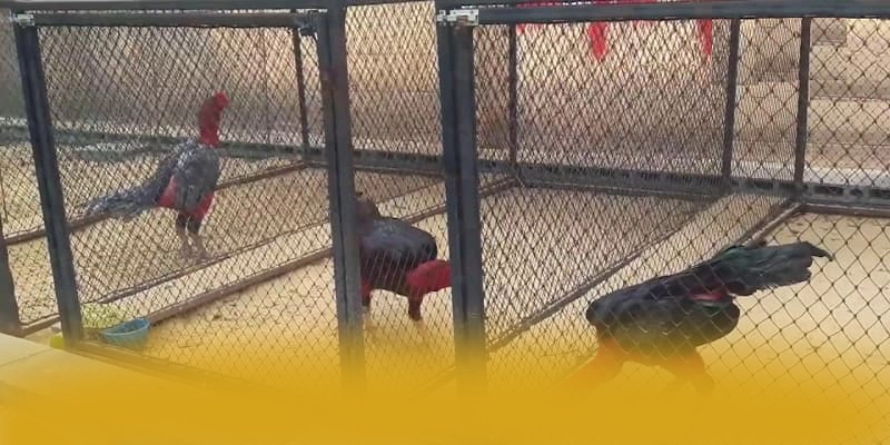 GO8 - Cổng game bài với hệ thống bảo mật hiện đại được đánh giá cao – Khám phá GO8