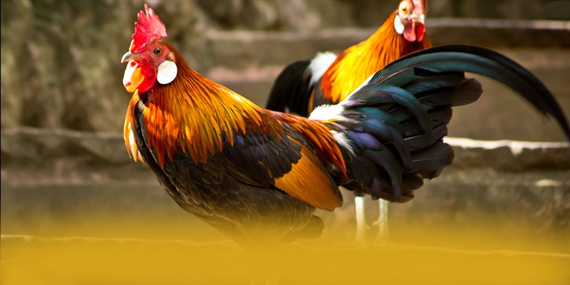 UU88 – Trang game đáng chơi nhất, được giới cược thủ đánh giá cao.