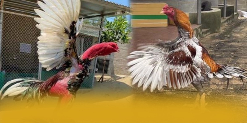 AU88 - Nhà cái giá trị nhất được yêu thích hàng đầu – Săn quà và khuyến mãi hot từ AU88 AU88 - Nhà cái giá trị nhất được yêu thích hàng đầu – Săn quà và khuyến mãi hot từ AU88