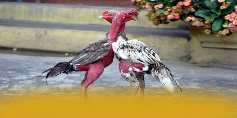 KKWIN - Tổng quan đánh giá dưới góc nhìn chuyên môn. KKWIN - Tổng quan đánh giá dưới góc nhìn chuyên môn.